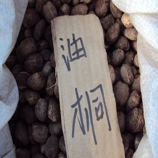 林木种子油桐油桐种子油桐树种籽桐油树桐子树光桐当年新采种子