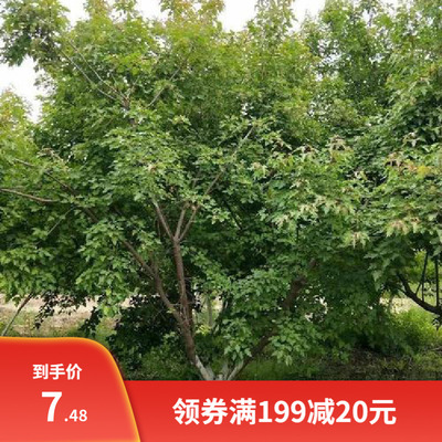 茶条槭种子落叶乔木叶制成茶叶制小农具代麻做纸浆花为蜜源可榨油