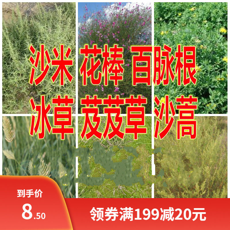 固沙牧草 沙蒿种子百脉根五叶草花棒芨芨草冰草沙米沙蓬米种子