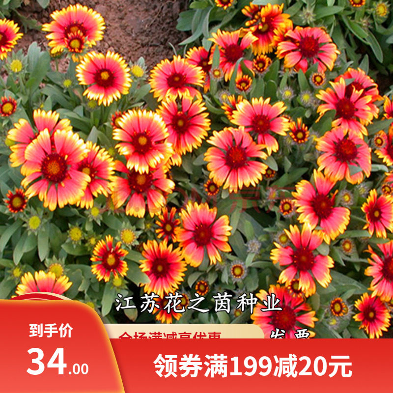 天人菊种子四季易种多年生宿根虎皮菊种子庭院绿化花海景观包邮