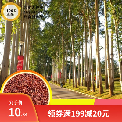 常绿速生桉树种子 巨桉广林9好割油桉树杏仁桉种子巨大树材桉树籽