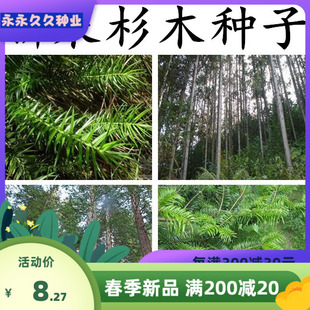 新采杉木种子 杉树种子 池杉 水杉 柳杉落羽杉速生杉木树种籽