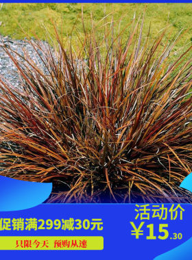 多年生耐寒观赏草红钩灯心草种子热舞草本植物耐热耐寒绿植庭院