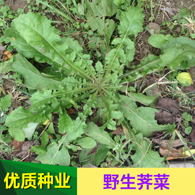 荠菜种子 大叶荠荠菜野菜种子 有机地菜易活播蔬菜种子