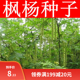 枫杨种子 白杨 大叶柳 大叶头杨树 水麻柳 枫杨树种子 枰柳树种子