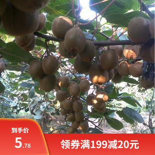 猕猴桃种子野生四季盆栽果树黄心红心猕猴桃种子农家果树种子种籽