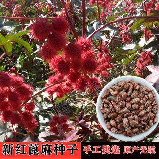 野生蓖麻子蓖麻籽红蓖麻材蓖麻仁蓖麻种子红大麻子新蓖麻种子