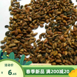 药材黄柏种子川黄柏种子黄檗元柏檗木黄菠萝籽厚皮树木苗木黄皮籽