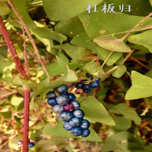 野生杠板归种子 扛板归蛇倒退蛇不过南蛇风犁头刺藤老虎利河白草