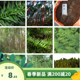 油杉水杉种子三尖杉种子柳杉落种子叶杉种子杉木种子池杉种杉树籽