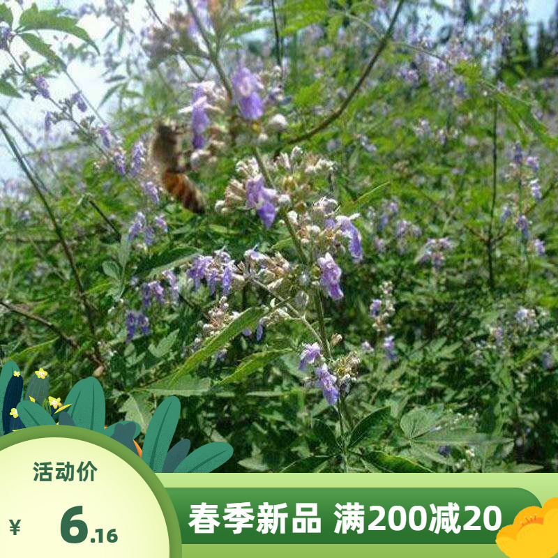 新黄荆条种子荆条树种子蜜源植物荆条花种子杜荆柴黄金子灌木包邮