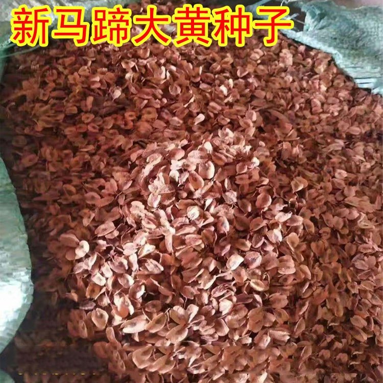 新产优质大黄种子掌叶大黄种子纯新大黄籽马蹄大黄唐古特大黄包邮