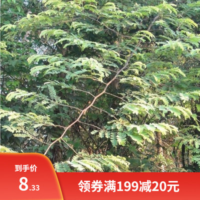 印度黄檀种子优质木材坚韧致密树酸枝木不知春望水檀木树种籽降香