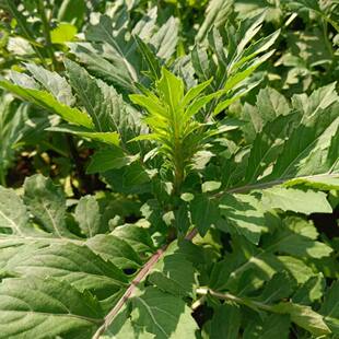菊三七种子旱三七土三七中草药材阳台室内庭院一年生草本植物种籽