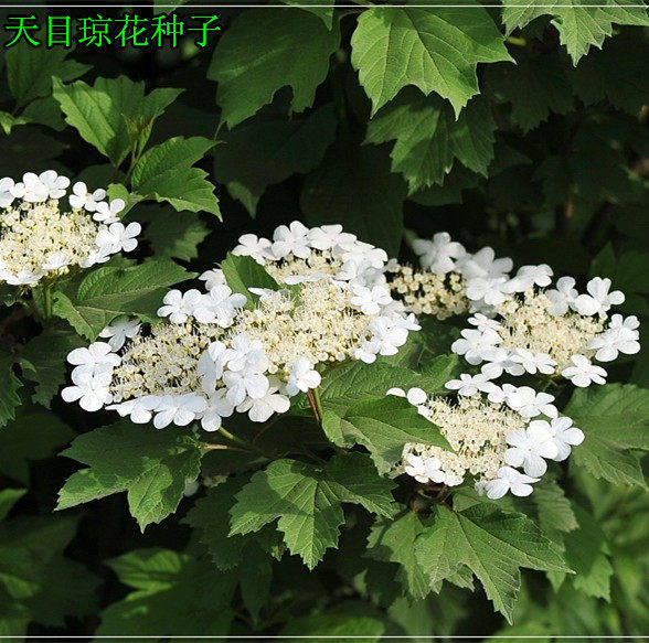 新籽中草药种子 天目琼花种子 鸡树条荚蒾 鸡树条 佛头花树种子