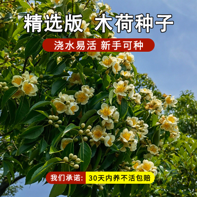 木荷种子林木种子木荷树种 荷木荷树种子园林绿化行道树种子