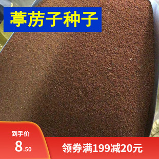 葶苈子种子 独行菜种子 播娘蒿种子 常用药材种子 北葶苈 苦葶苈