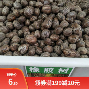 林木种子 散装橡胶树种子  三叶橡胶树种子 巴西橡胶树种子