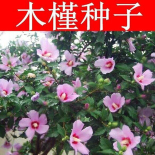 木槿种子 红花木槿种子重瓣 朱槿绿化林木苗木植物树种子林木花卉