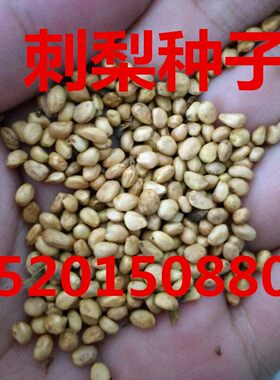 刺梨种子 刺梨果种子 刺梨子种子贵农5号 贵龙7号 刺梨树种子