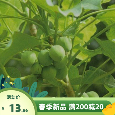 麻疯树种子苗木种子麻风树种子 桐油树种子能源树柴油树 林木种子