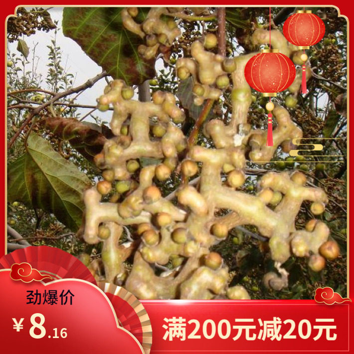 拐枣种子枳椇种籽 万子梨 梨枣种子 万寿果 枳椇子 野生果树种子