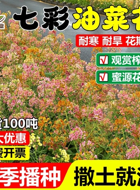 彩色油菜花种子七彩油菜籽黄色油菜子室外庭院景观花海花籽花草籽