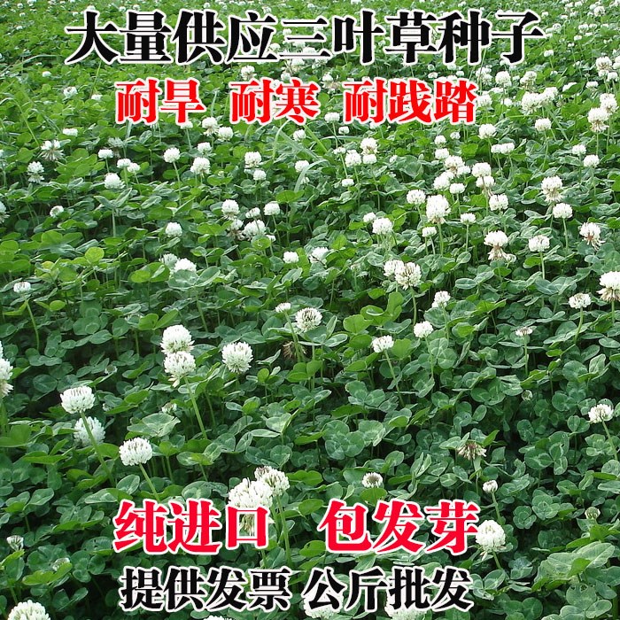 白三叶草种子红三叶草种子净籽四季青草坪种牧草绿化果园绿肥种籽