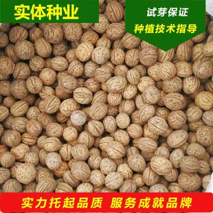 山核桃树种子南北方种植盆栽地栽嫁接薄壳纸皮文玩核桃树当年结果
