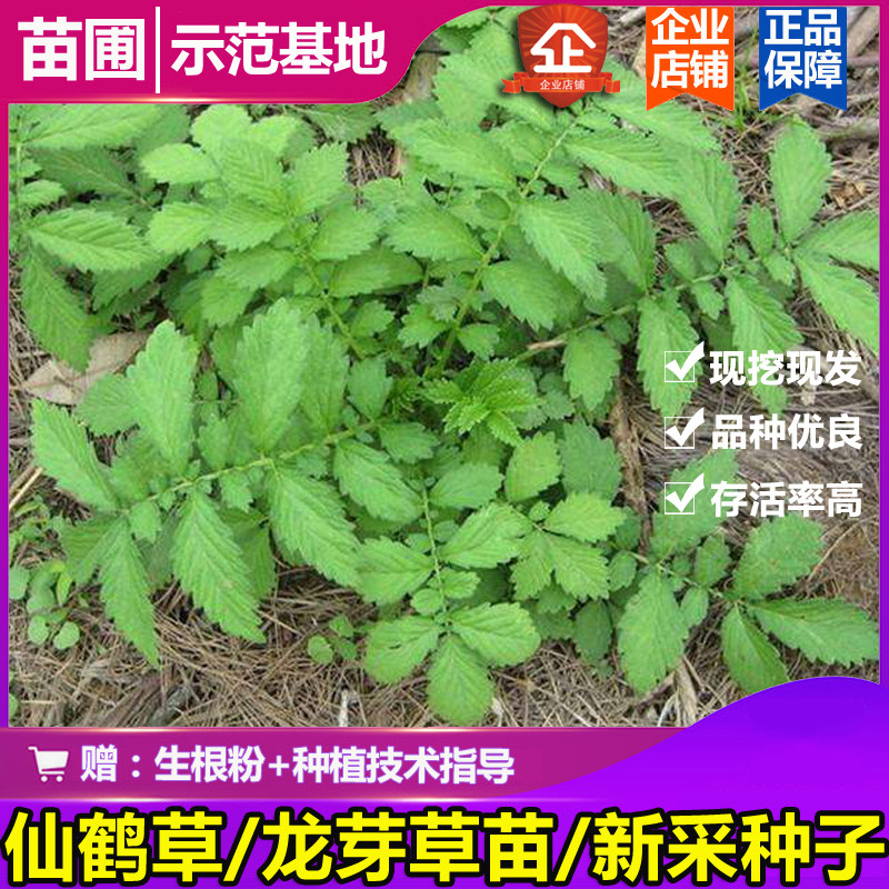 新采摘正宗仙鹤草籽龙芽草苗 新采种子龙牙草老鹤嘴易存活中药材图片