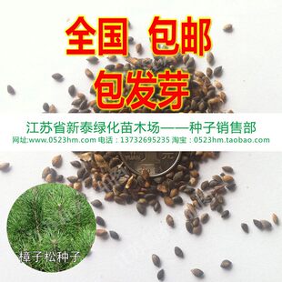 樟子松种子海拉尔松赤松香柏树柏木柳杉五针松北美乔松云杉种子