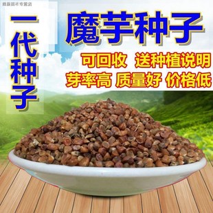 魔芋种籽一代云南省高产魔芋种子四季种植花魔芋籽珠芽中药材种籽