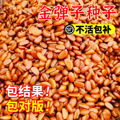 2024年四川金弹子种子葫芦果鸡血红老鸦柿人参果盆景树种盆景种籽