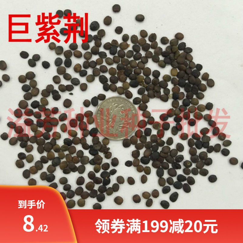 新采苗木种籽巨紫荆种子别名满条红乌桑树湖北紫荆乔木紫荆
