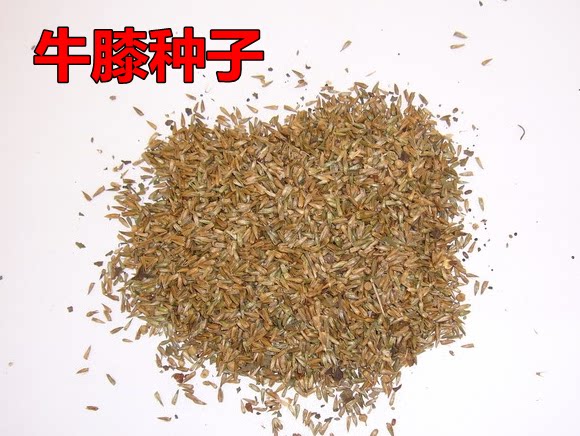 中药材种籽 牛膝种子怀牛膝 山苋菜 牛夕种子四季易种 川牛膝种子