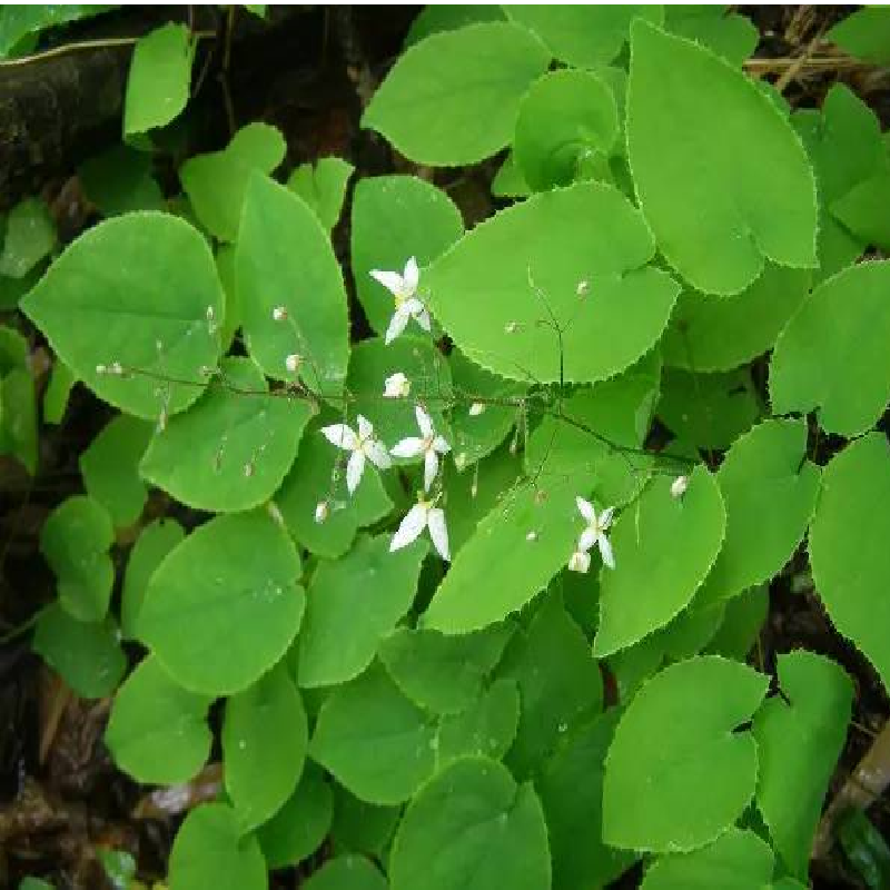 野生心叶淫羊藿种子中药材种子三枝九叶草种籽圆叶尖叶种子南北方