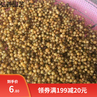 黄精种子中药材种籽玉竹滇黄精鸡头精黄精种籽老虎姜新鲜黄精净籽