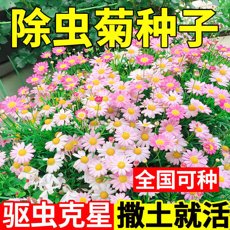 除虫菊糖果菊花种子玛格丽特花种籽孑室外格桑花花籽四季播种开花