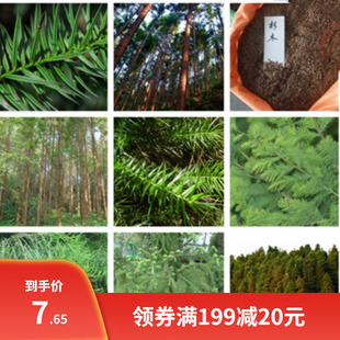 油杉水杉种子三尖杉种子柳杉落种子叶杉种子杉木种子池杉种杉树籽