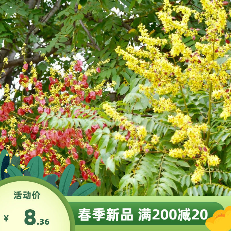 新栾树种子黄山栾树种子南栾种子灯笼树种子北栾绿化北京栾树种籽