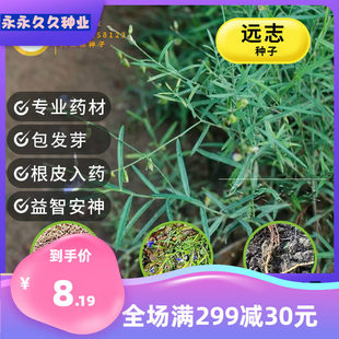 远志种子远志籽高效益药材种子管理简单药材药材种子细叶耐干旱