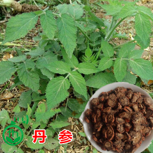 丹参种籽中药材种白花丹参中草药种子四季播发芽率高新丹参种子