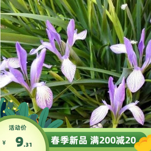 多年生宿根马蔺种子 马莲种子 马莲花蝴蝶花 马韭马兰花种子