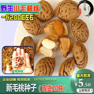 野生毛桃核原籽水蜜桃嫁接砧木桃胡籽桃树籽龙纹山桃山杏毛桃种子