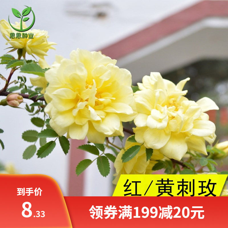 红刺玫种籽黄刺玫种子刺玫花刺玖花黄刺莓破皮刺玫蔷薇籽种子