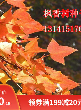 枫香树种子行道树园林绿化苗木风景树苗美国进口枫香种子林木种子