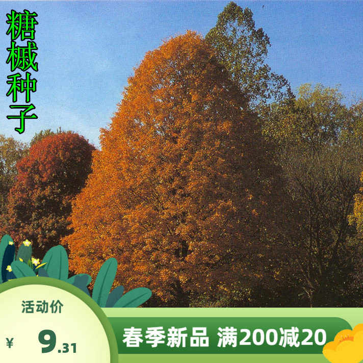 林木种子  新采糖槭种子 别称银白槭种子 糖槭树种子 枫树种子