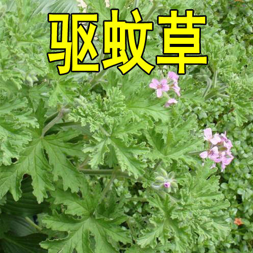 驱蚊草种子花种子庭院室内阳台四季易种开花香草艾草种籽花种籽子