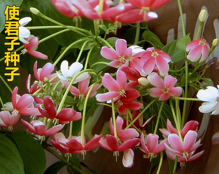 散装花卉药材使君子种子 留求子 史君子 五梭子 索子果冬均子种子