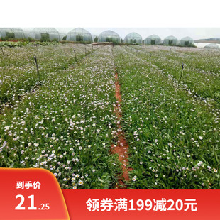 云南药材种苗灯盏花种子 灯盏细辛种子灯盏花中药灯盏细辛种子